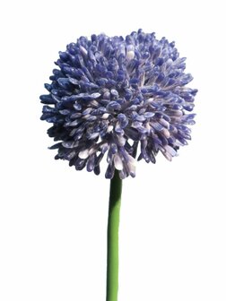 Bloem Allium - Paars
