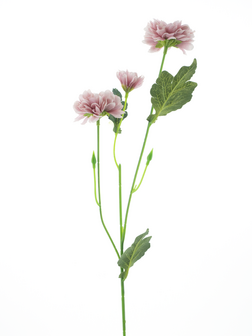 Bloem Dendranthema - Roze